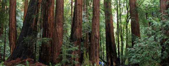 Estados Unidos: como as árvores mortas se converteram num negócio milionário na Califórnia