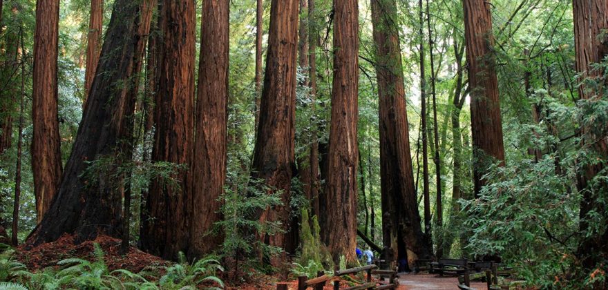 Estados Unidos: como as árvores mortas se converteram num negócio milionário na Califórnia