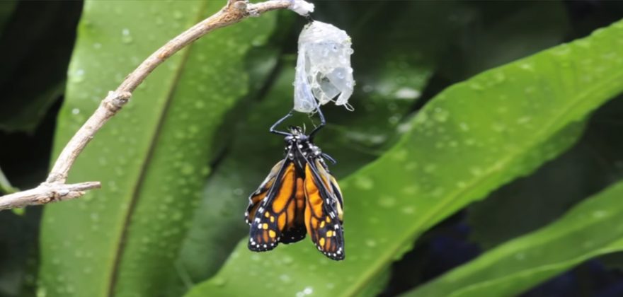 Este é o fator fundamental para transformar um hobby num negócio