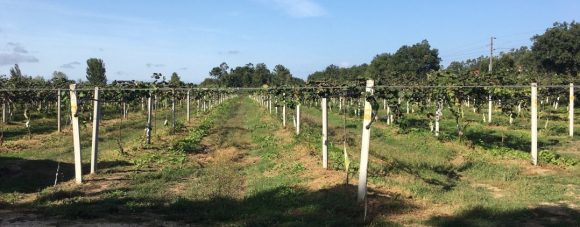 Atenção investidores! Projeto agrícola de uva de mesa procura comprador.