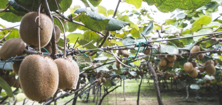 Empresa com terreno para produção de kiwis em Pombal está à procura de investidor