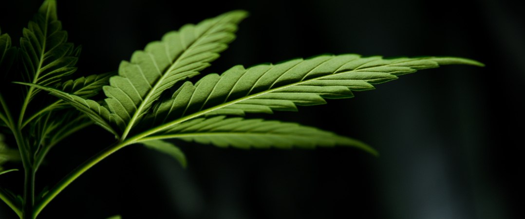 Aldeia Cannabis instala-se em Portugal e procura investidores