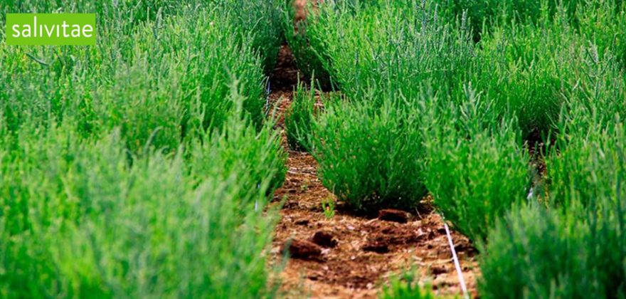 Produtora de salicórnia e ervas aromáticas quer expandir e procura apoio