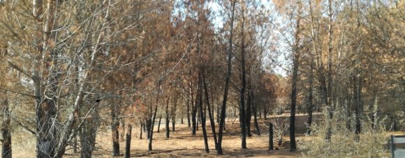 “Reflorestar Belver” procura investidores para plantar 300 mil árvores em área ardida