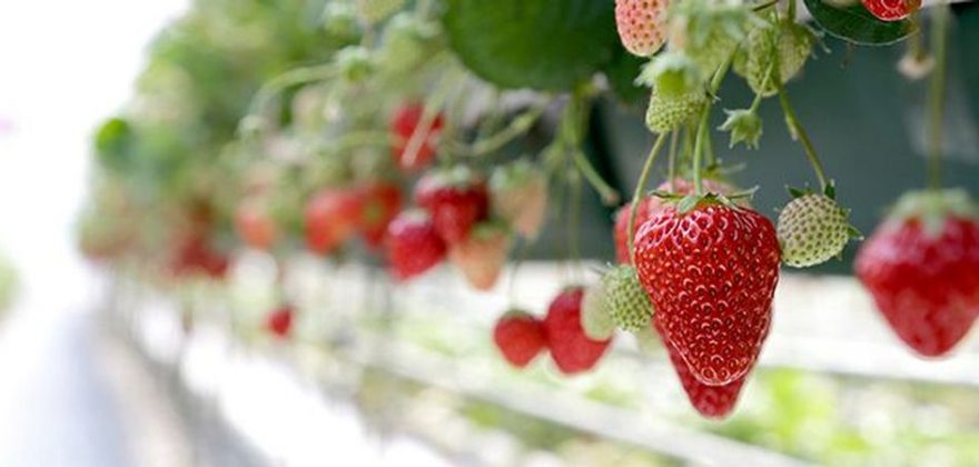 Facebook cria no Brasil programa de aceleração de start-ups focado na agricultura