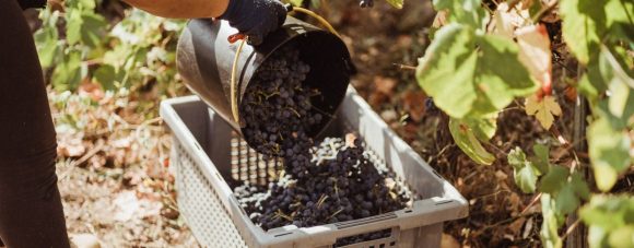 Novo projeto usa inteligência artificial para otimizar comercialização de vinhos do Douro e Porto