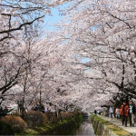 Philosopher’s Path, Kyoto