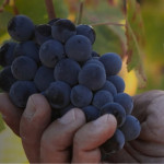 Quinta da Vacaria