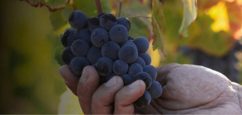 Quinta da Vacaria