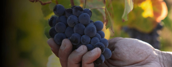 Quinta da Vacaria