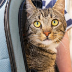 Gato