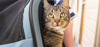 Gato