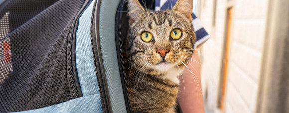 Gato