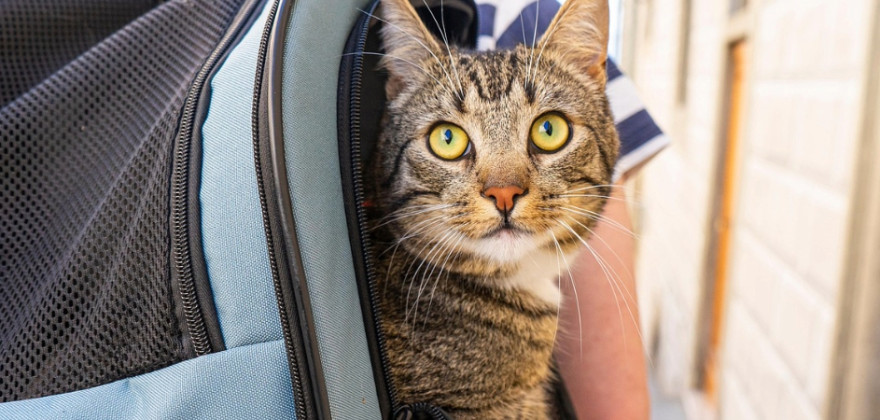 Gato