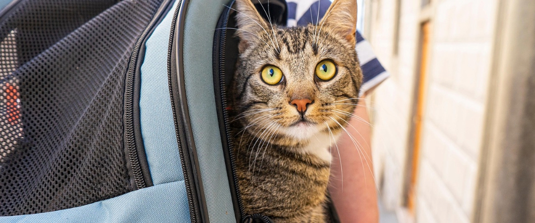 Gato