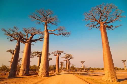 Avenida dos Baobas, Madagascar