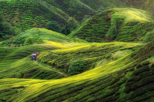 Cameron Highlands, Malásia