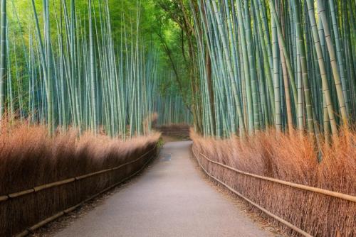 Floresta de Bambu de Arashiyama, Japao